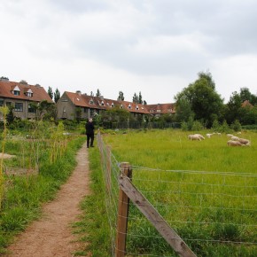 Projet collectif d’agriculture urbaine à Watermael-Boitsfort